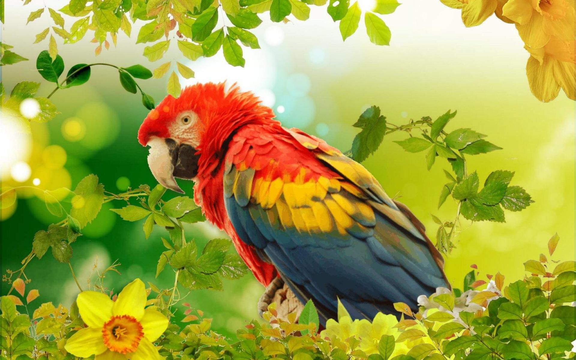 Bird Wallpaper Ipad - HD Wallpaper 