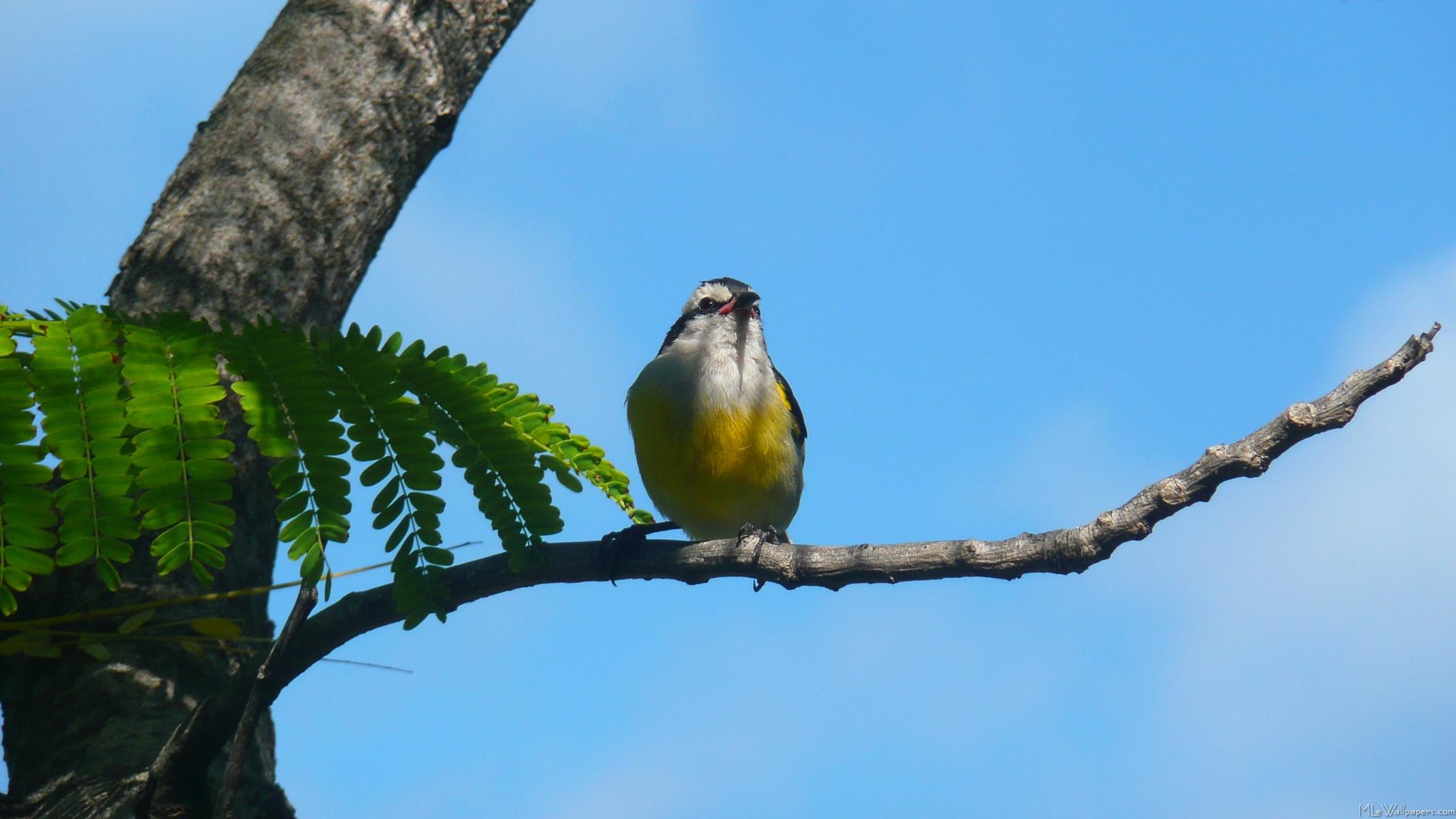 Bananaquit Bird - Common Crossbill - HD Wallpaper 
