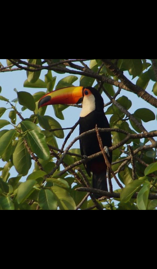 Toucan - HD Wallpaper 