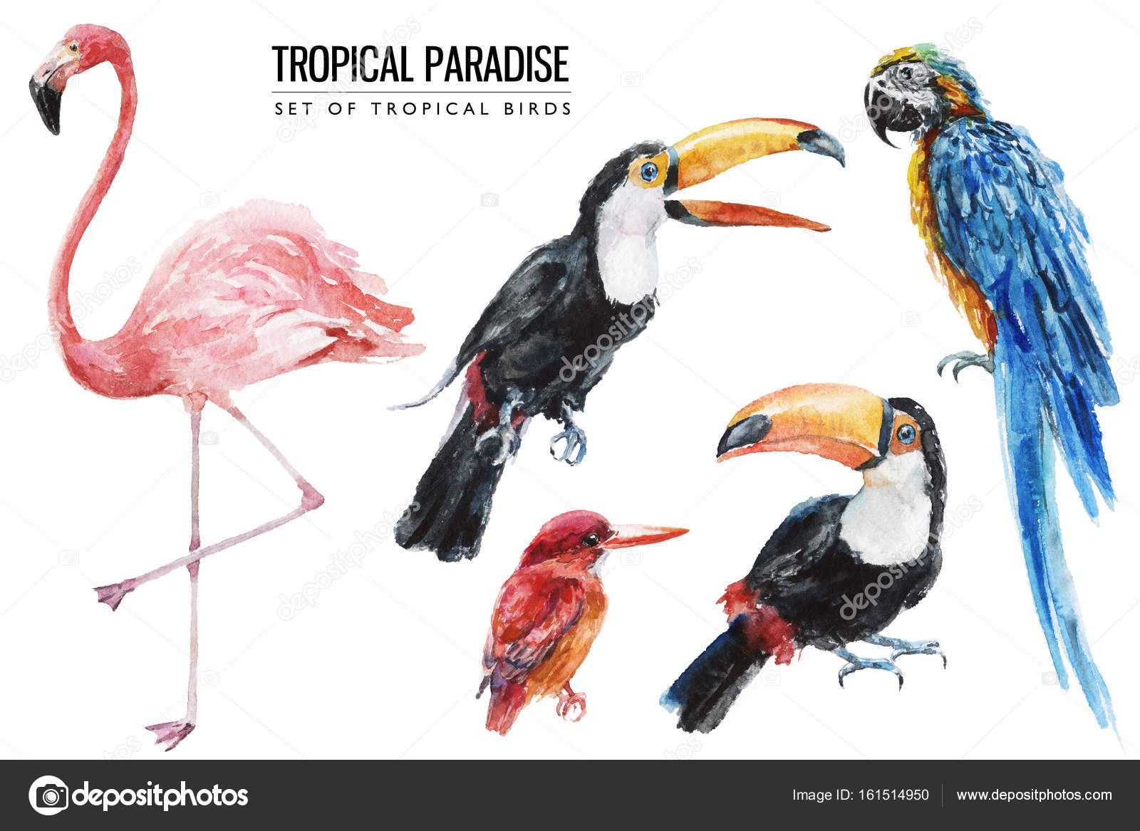 Pink Flower Tropical Border - HD Wallpaper 