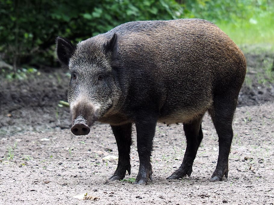 Shallow Focus Photo Of Pig, Wild Pig, Animal Themes, - HD Wallpaper 