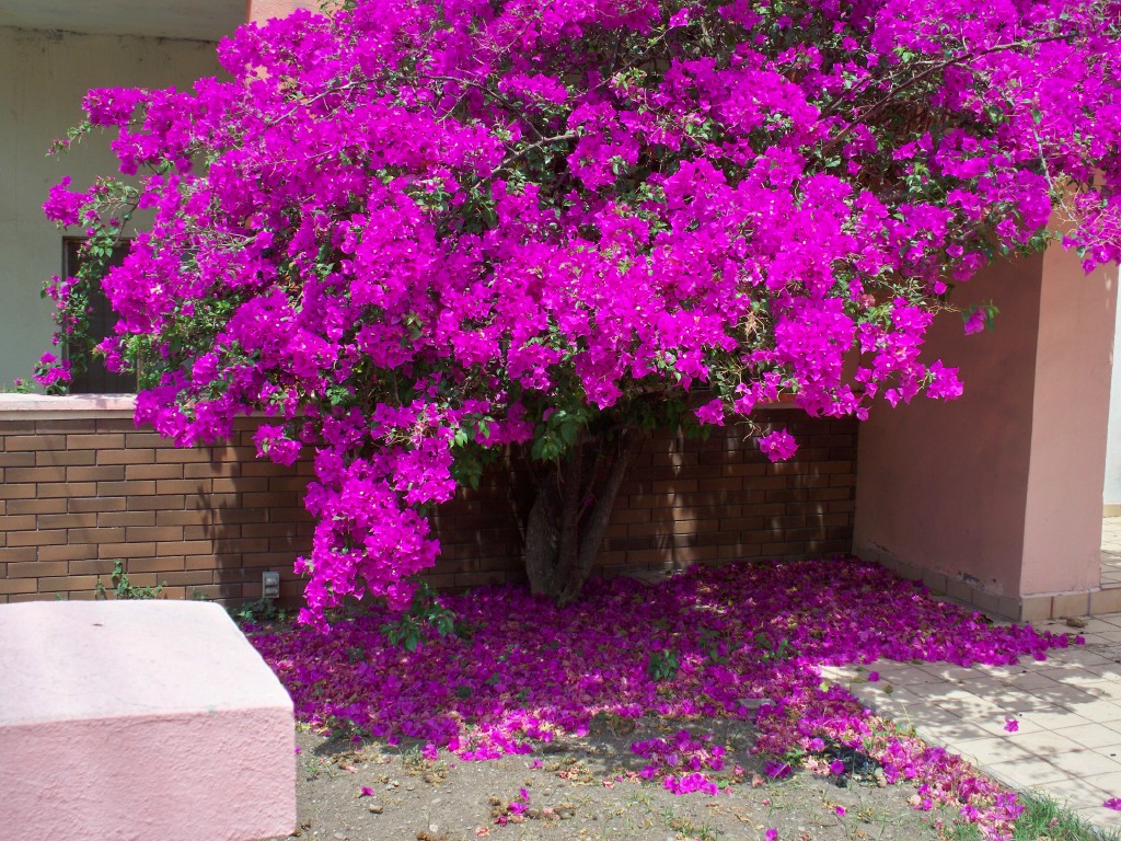 Bougainvillea Hd - HD Wallpaper 