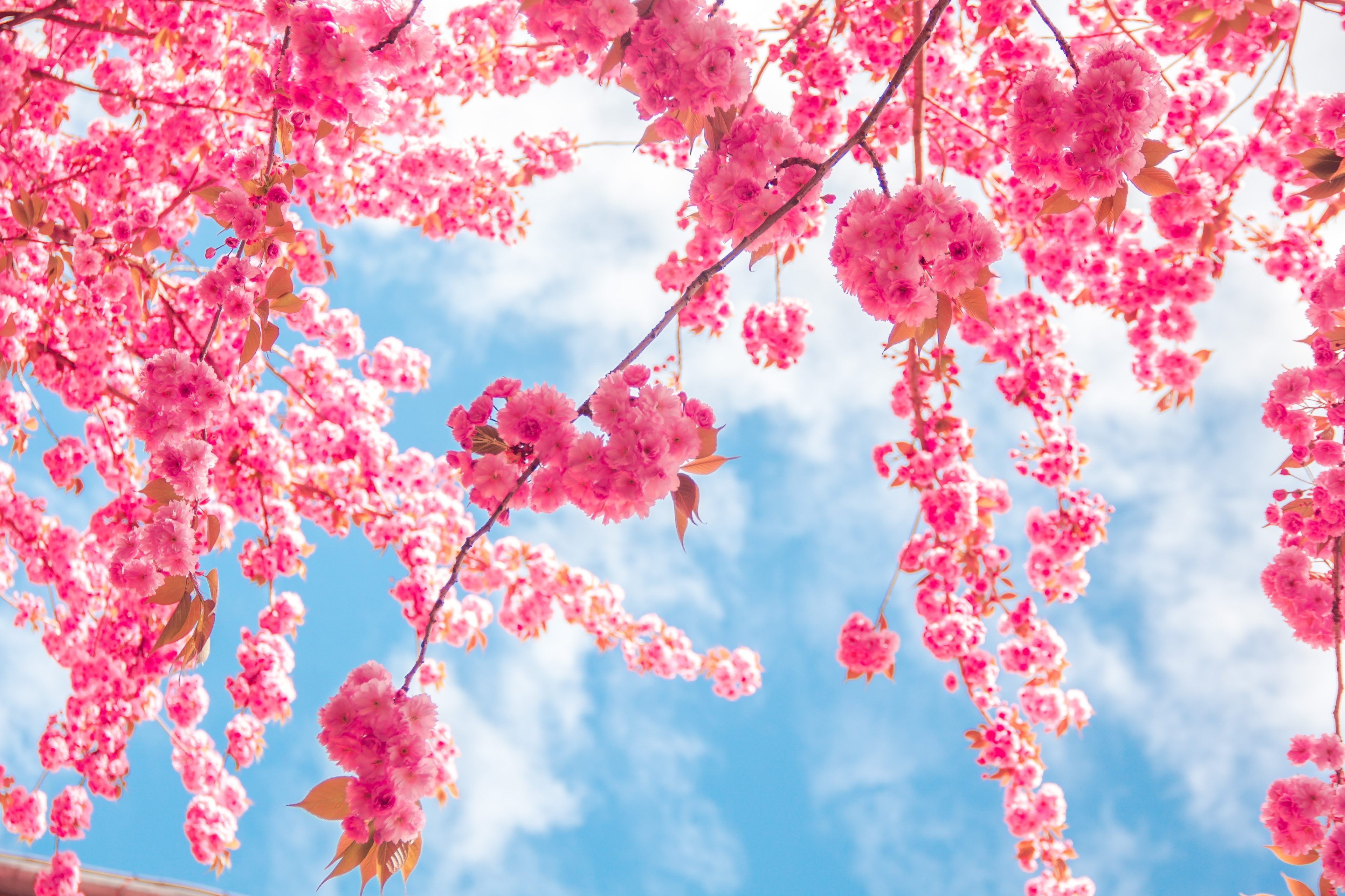 Free Download Wallpaper Of Pink Tree In 4k Resolution - 3840x2560 Wallpaper  