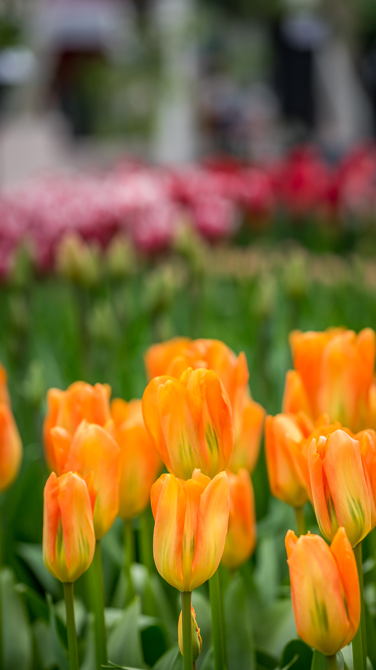 Spring Iphone 6 Wallpaper Hd - HD Wallpaper 