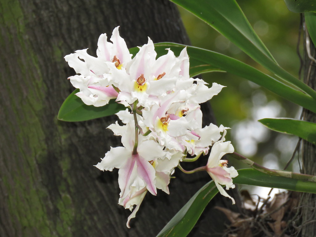 Cattleya - HD Wallpaper 