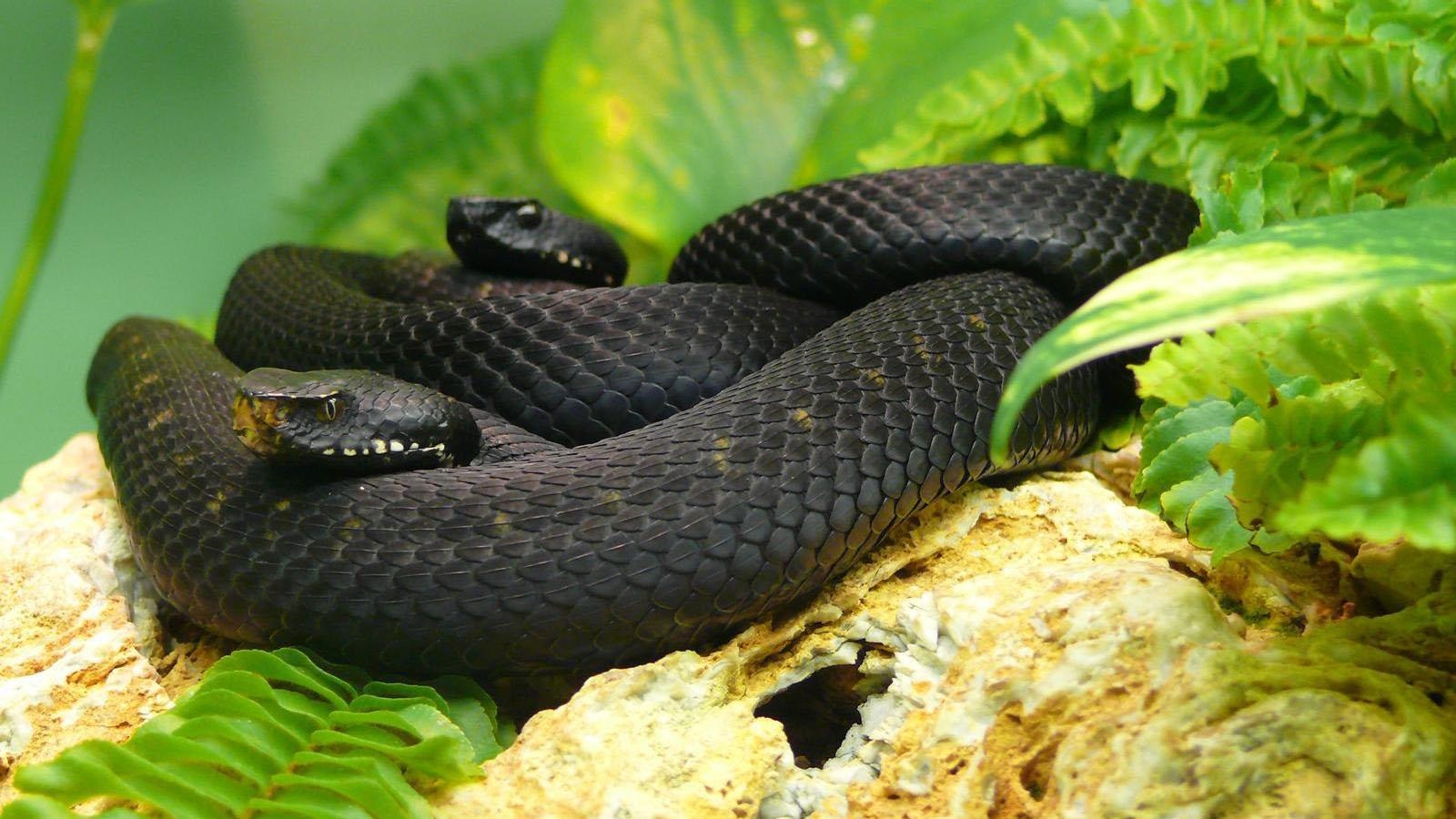 Black Mambas Snake Black Mambas Snake 1080p Black Mambas - Black Mamba Green Mamba - HD Wallpaper 
