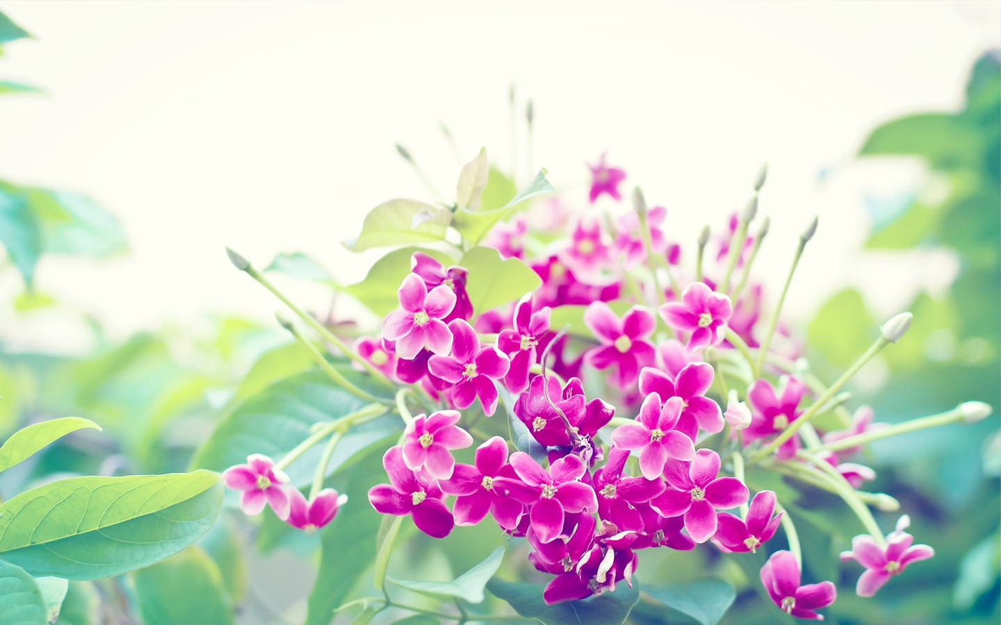 Floral Wallpaper Violote Full Hd - Flower - HD Wallpaper 