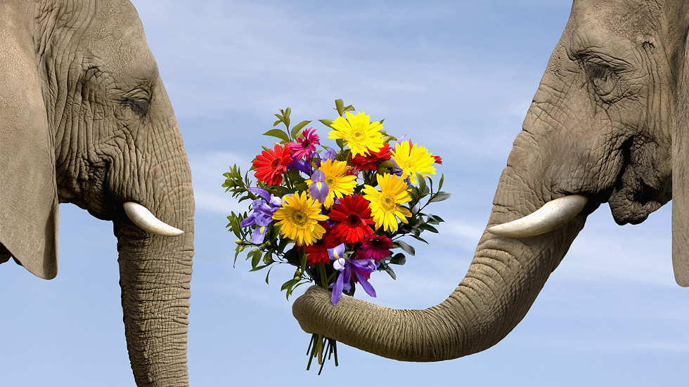 Show - Elephant Giving Elephant Flowers - HD Wallpaper 