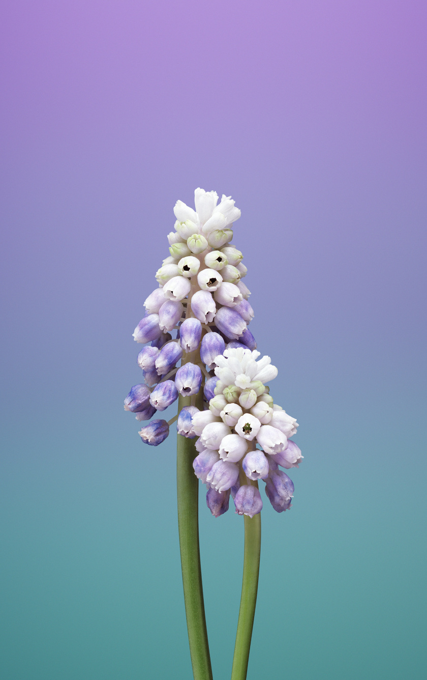 Ios 11, Stock, Flower, Muscari, Gradient, Minimal, - Apple Wallpaper Flowers - HD Wallpaper 