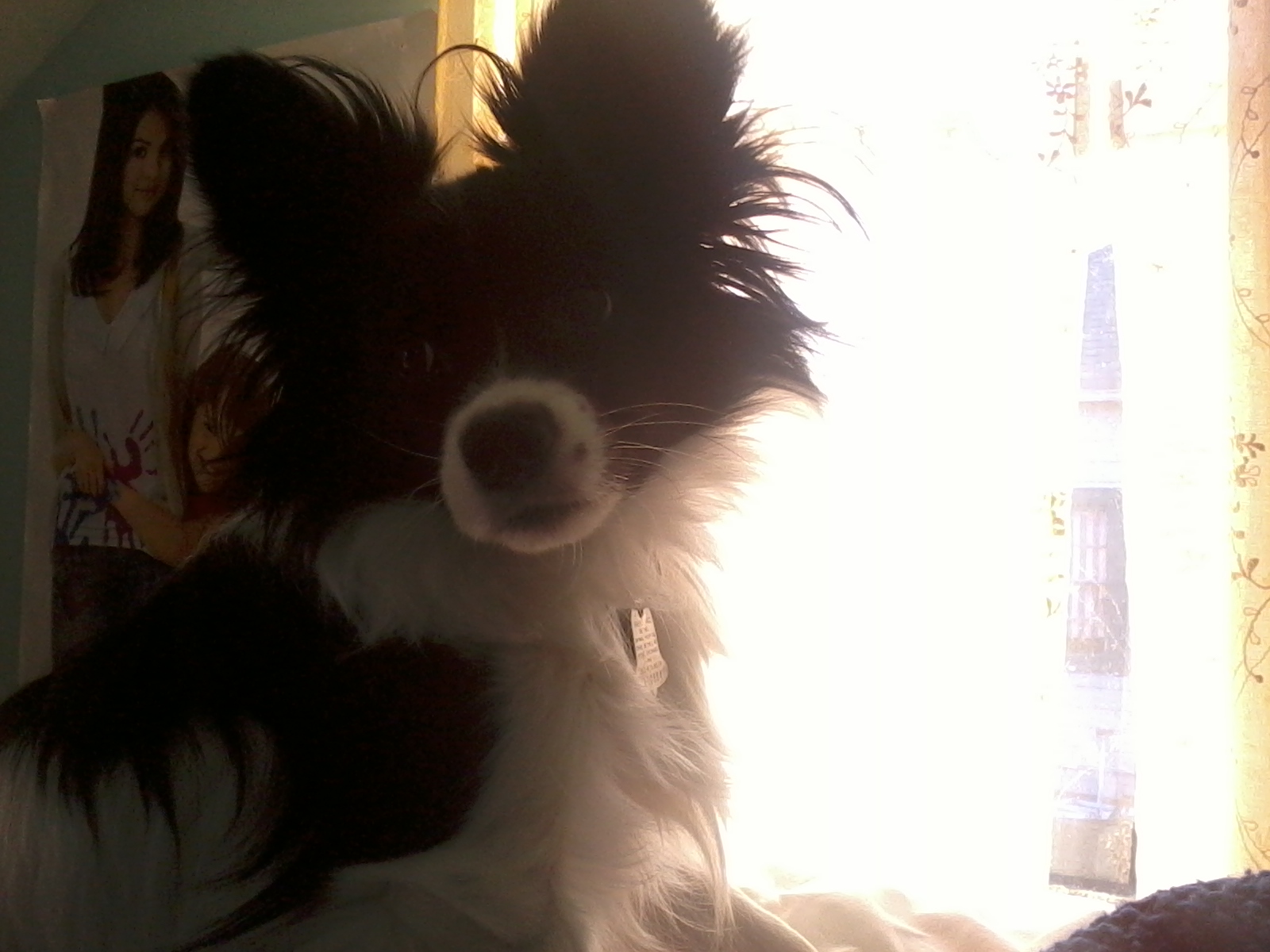 Companion Dog - HD Wallpaper 