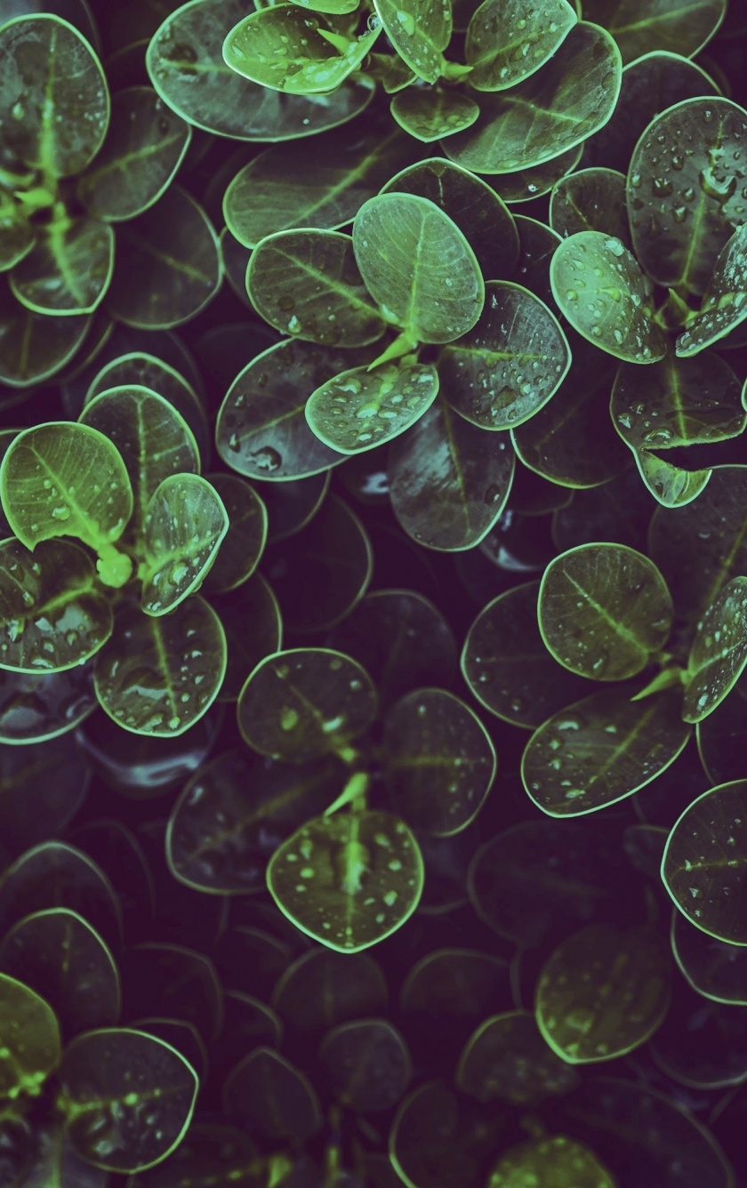 Drops, Raindrops, Leaves, Green, Wallpaper - Wallpaper - HD Wallpaper 
