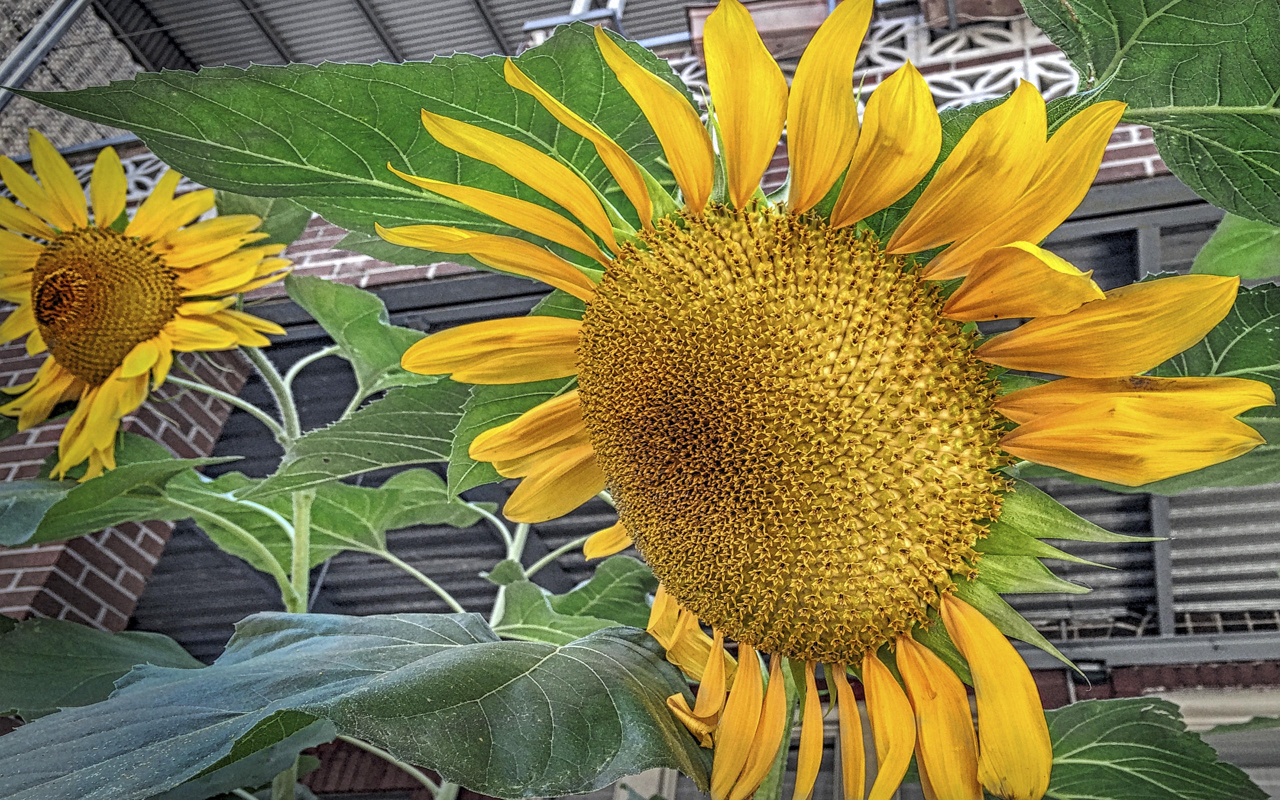 Sunflower - HD Wallpaper 