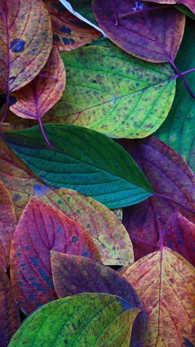 Iphone Wallpaper Autumn, Leaves, Green, Purple, Red - Scentsy Cover Photos 2019 - HD Wallpaper 