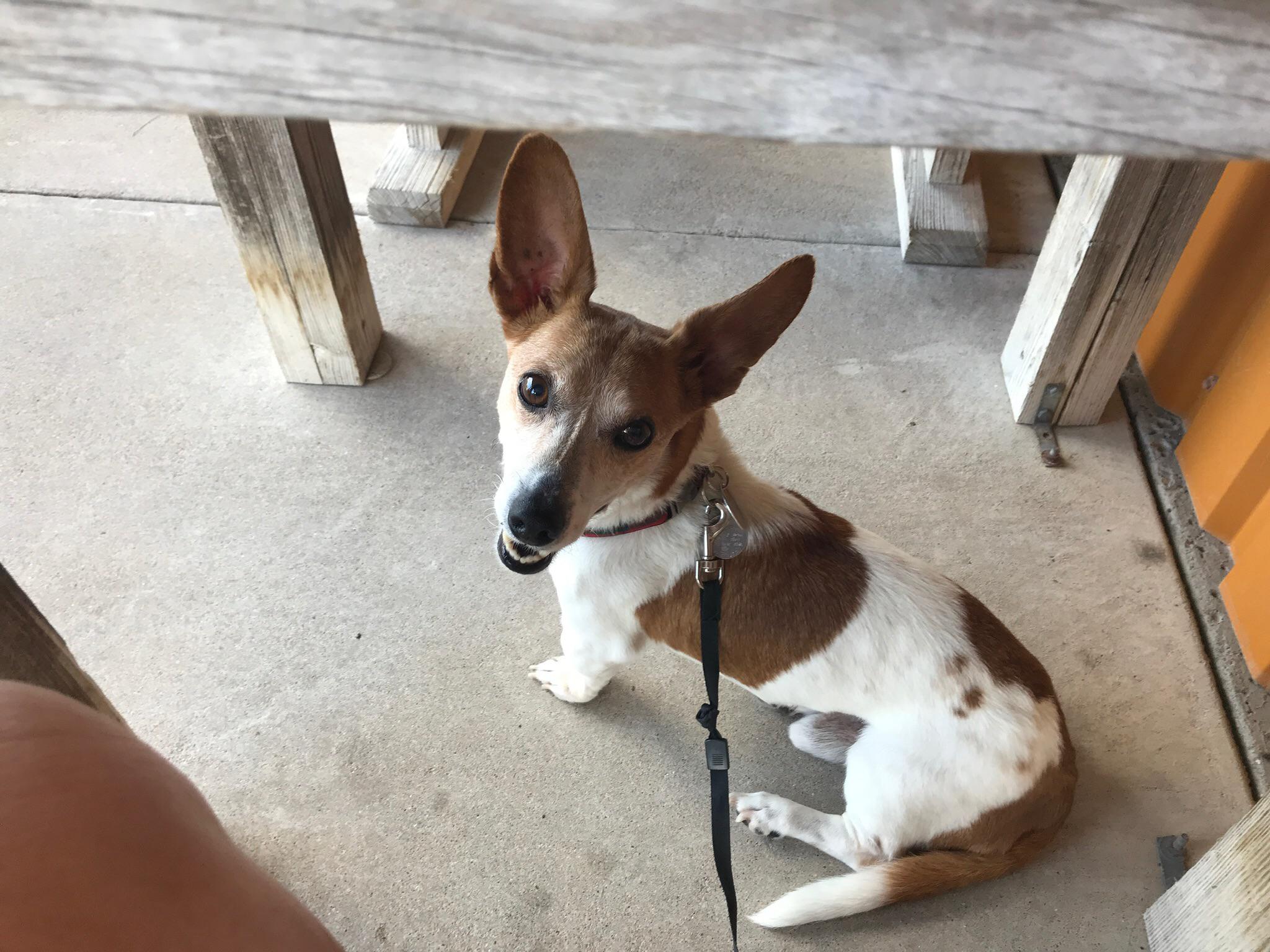 Teddy Roosevelt Terrier - HD Wallpaper 