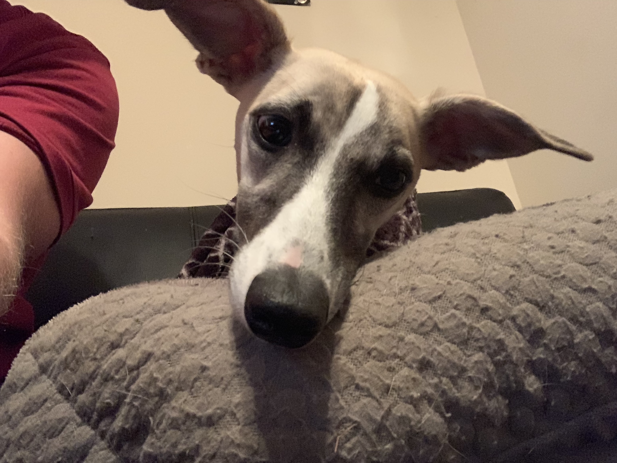 Whippet - HD Wallpaper 