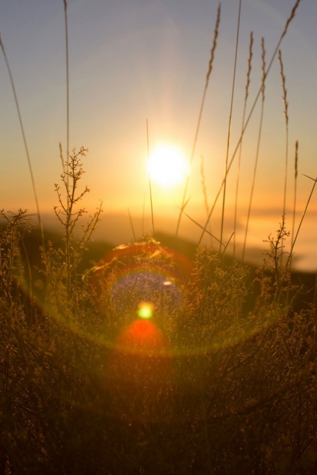 Lens Flare Field - HD Wallpaper 