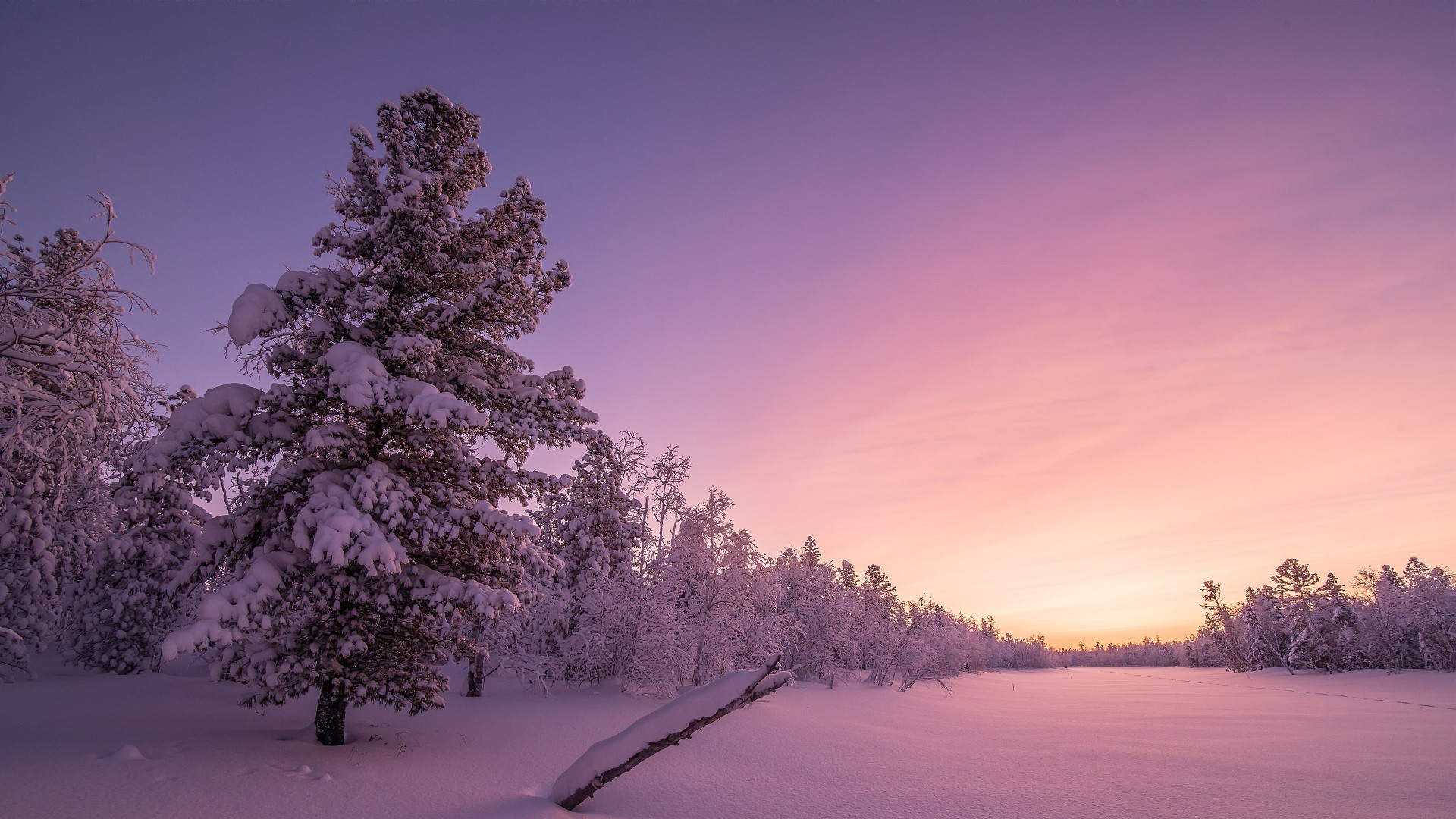 Snowy Forest Sunrise Hd Wallpaper - Winter Background 4k - HD Wallpaper 