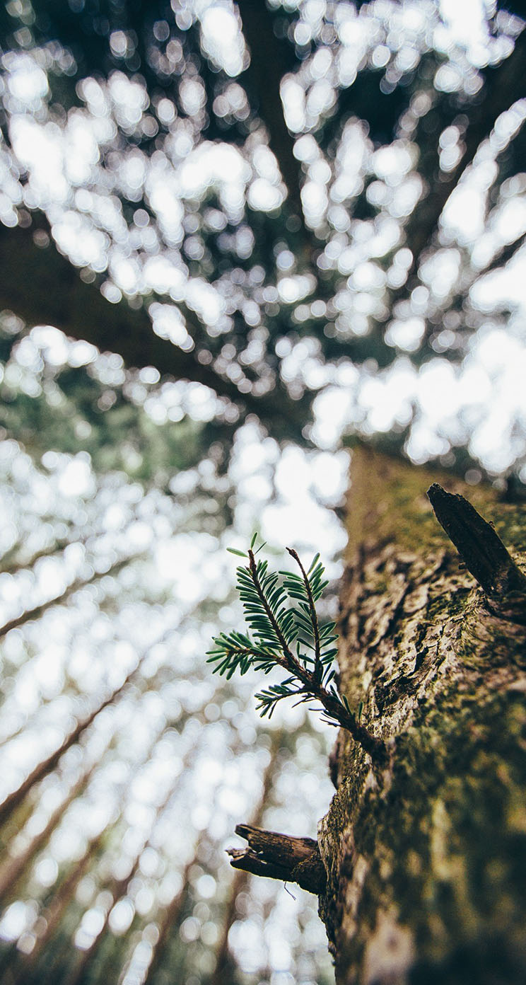 Looking Up At Trees - HD Wallpaper 