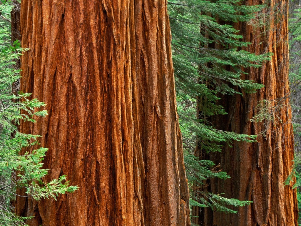 Sequoia Trees - HD Wallpaper 