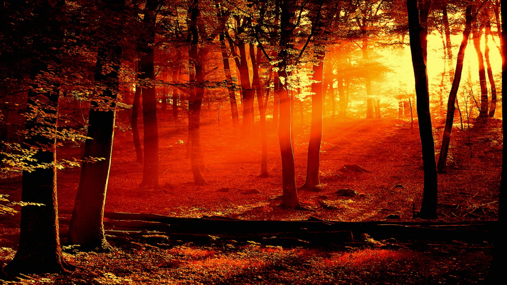 Sun Setting In A Forest - HD Wallpaper 
