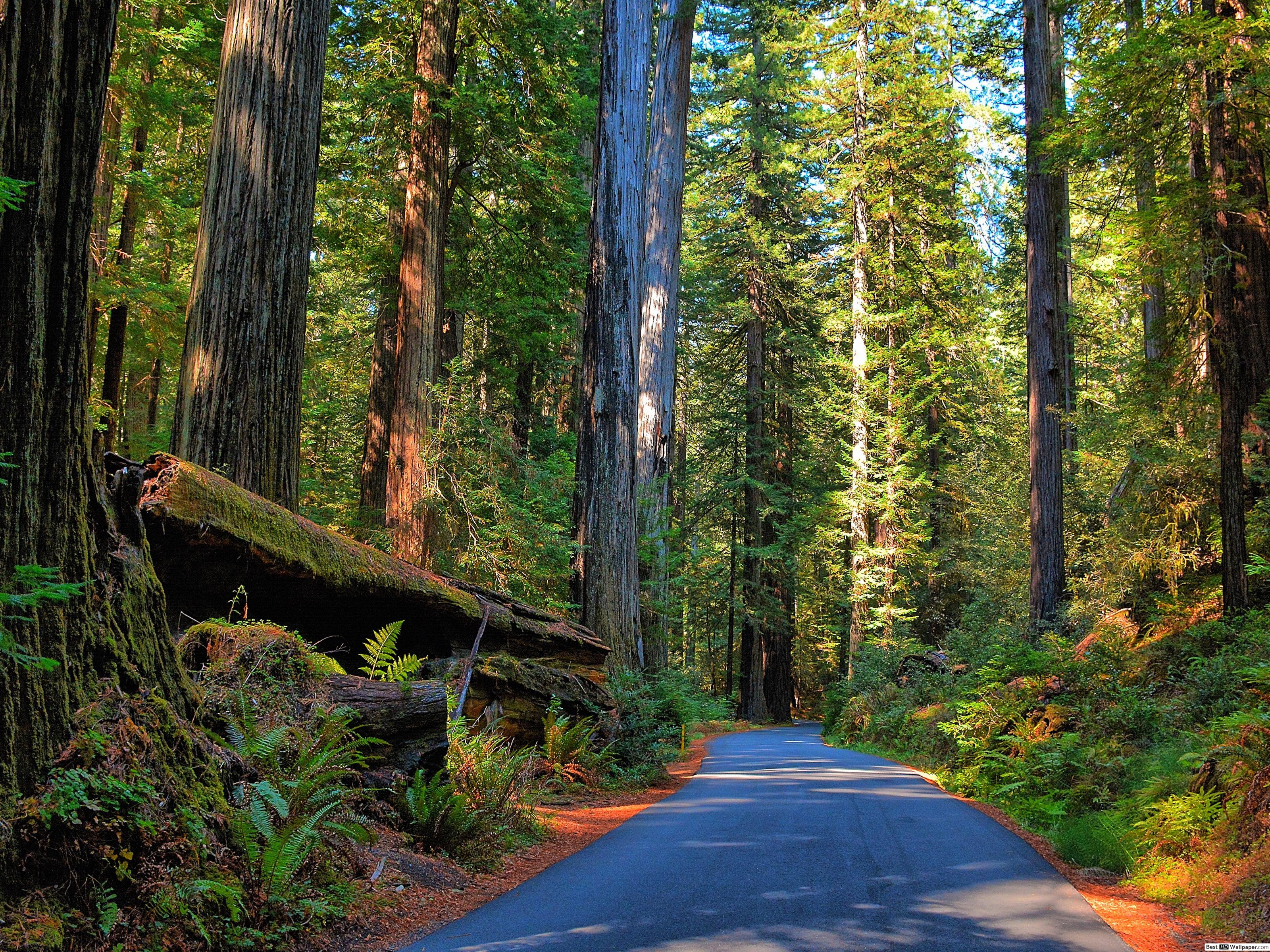 Humboldt Redwoods State Park - HD Wallpaper 