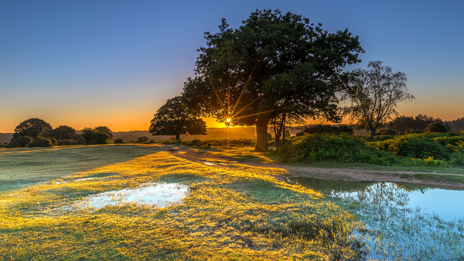 New Forest - HD Wallpaper 