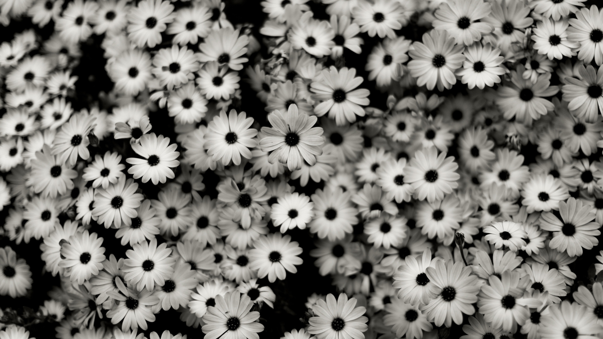 Wallpaper Black White, Flowers, Grey, Daisies - Black Flower Backgrounds - HD Wallpaper 