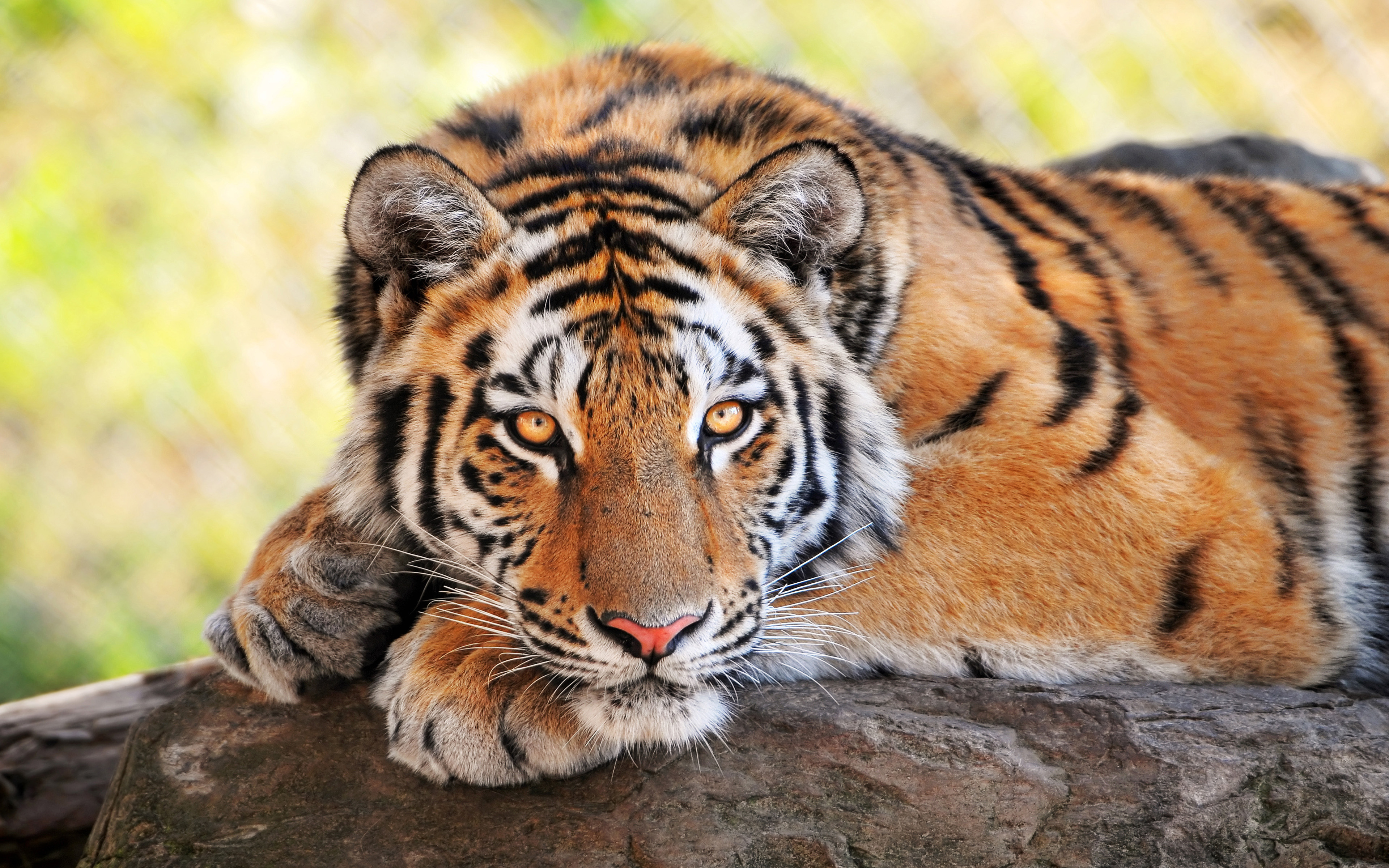 Beautiful Tiger - HD Wallpaper 
