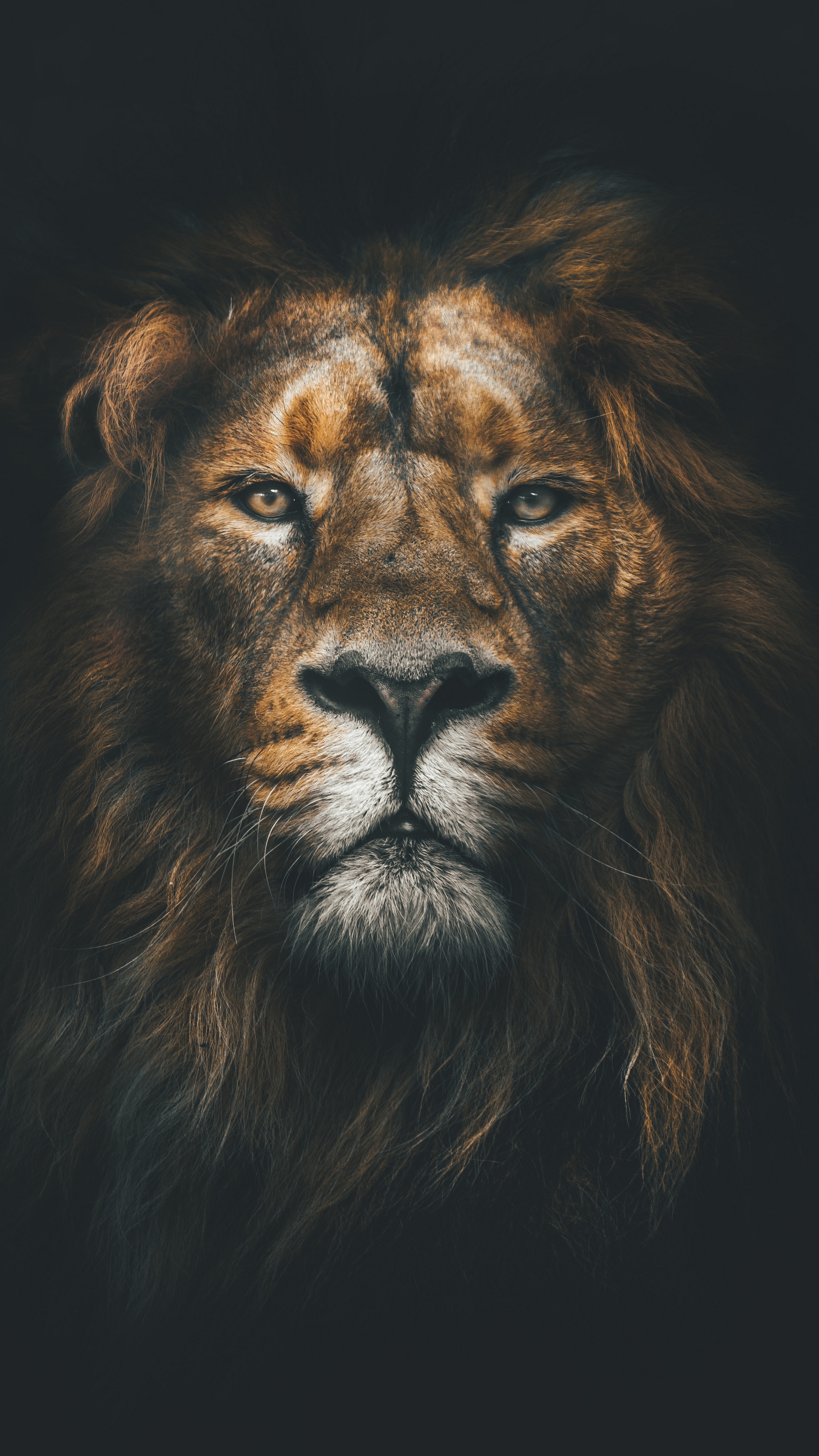 Wallpaper Lion, Muzzle, Mane, Loок, Predator - Iphone 7 Wallpaper Lion - HD Wallpaper 