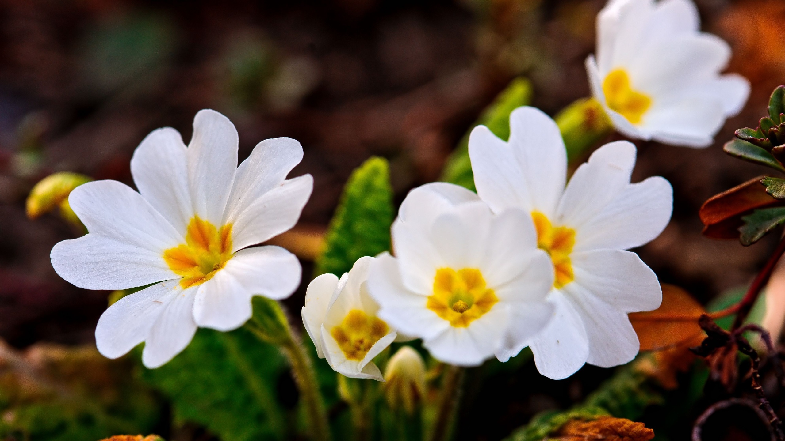A Few White Spring Flowers - 1366 X 768 Flowers - HD Wallpaper 