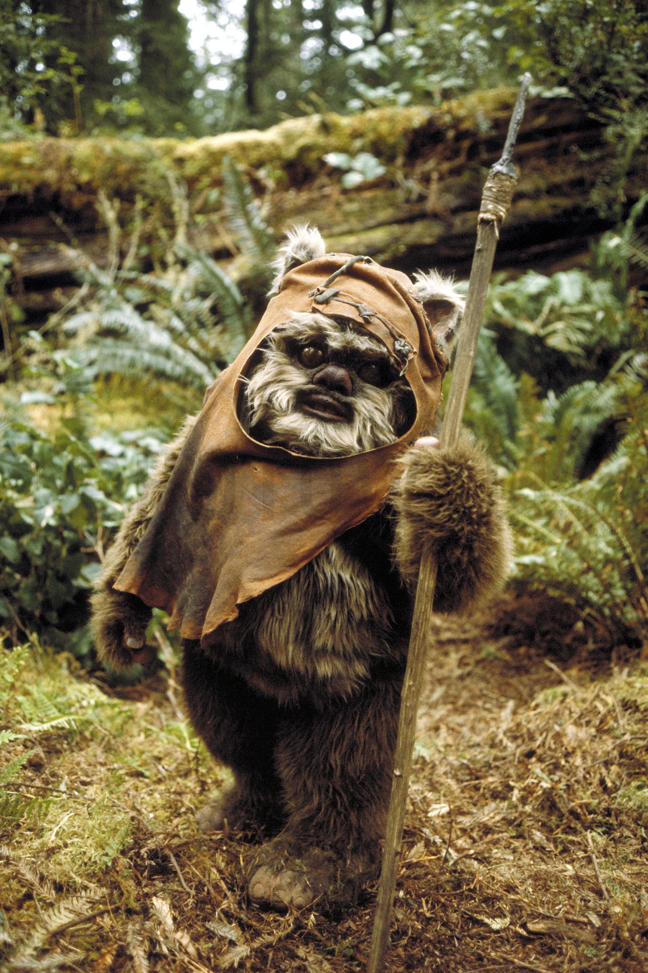 Star Wars - Ewok Star Wars - HD Wallpaper 