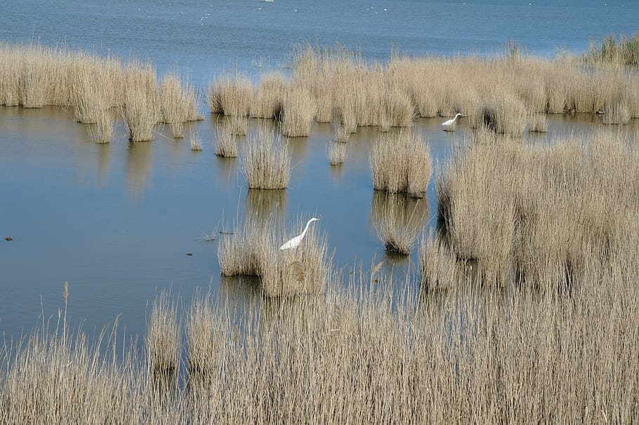 Flamenco, Nature, Ave, Ebro Delta, Park, Flemish, Fauna, - Llacuna Delta Del Ebro - HD Wallpaper 