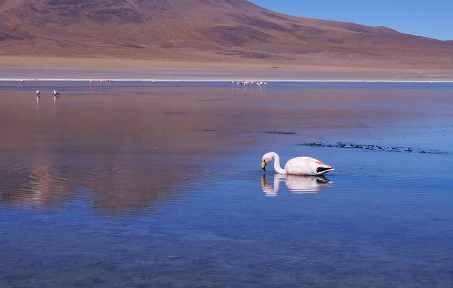 Bolivia, Lago, Flamenco, Desert, Lake, América Latina, - Tundra Swan - HD Wallpaper 