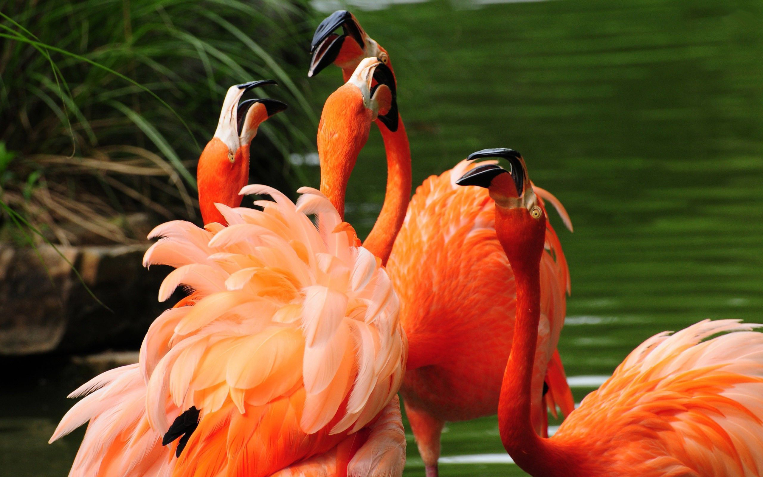 Flamingo Of Flames - HD Wallpaper 