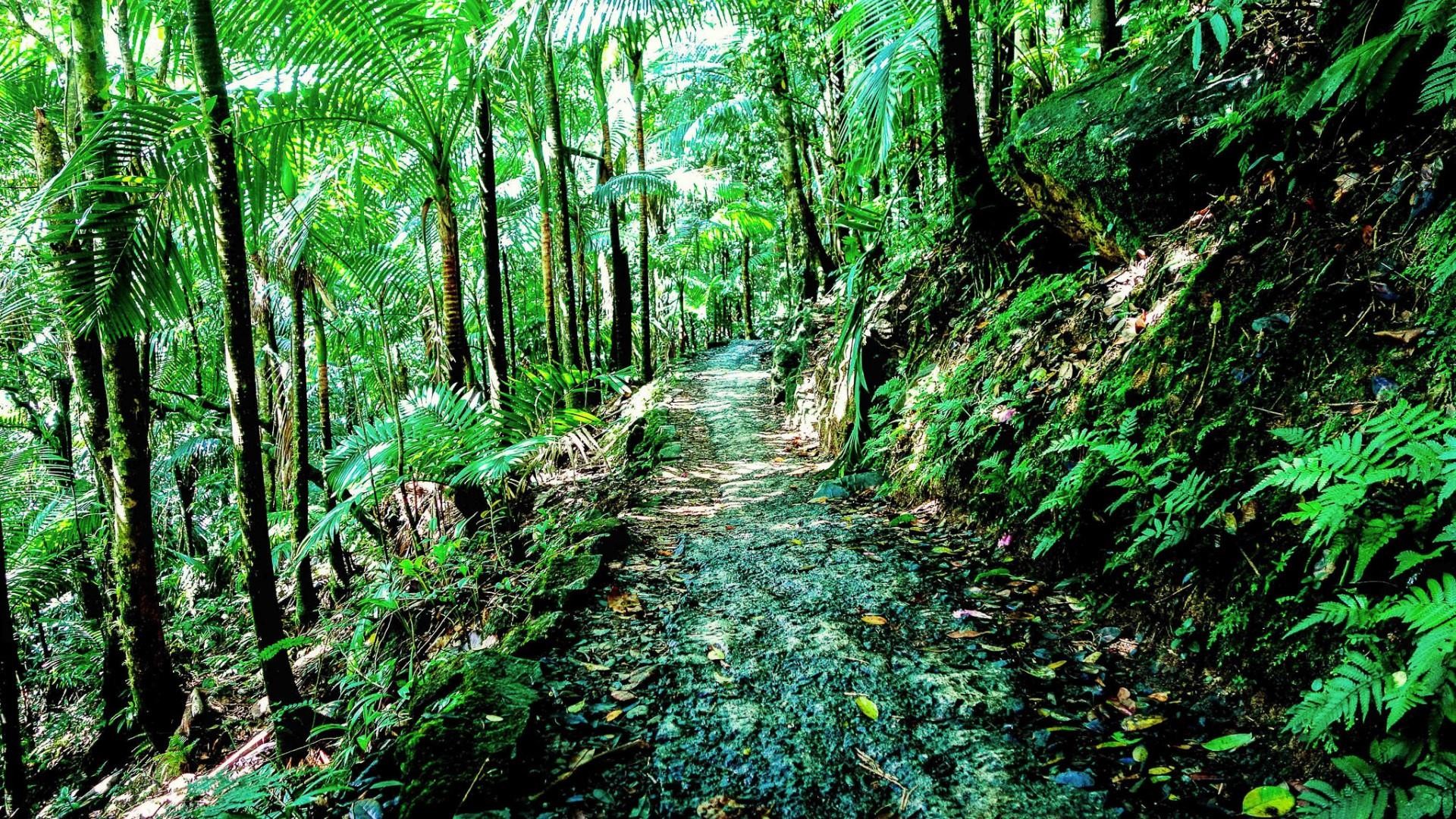 El Yunque National Forest - Yunque Puerto Rico - HD Wallpaper 