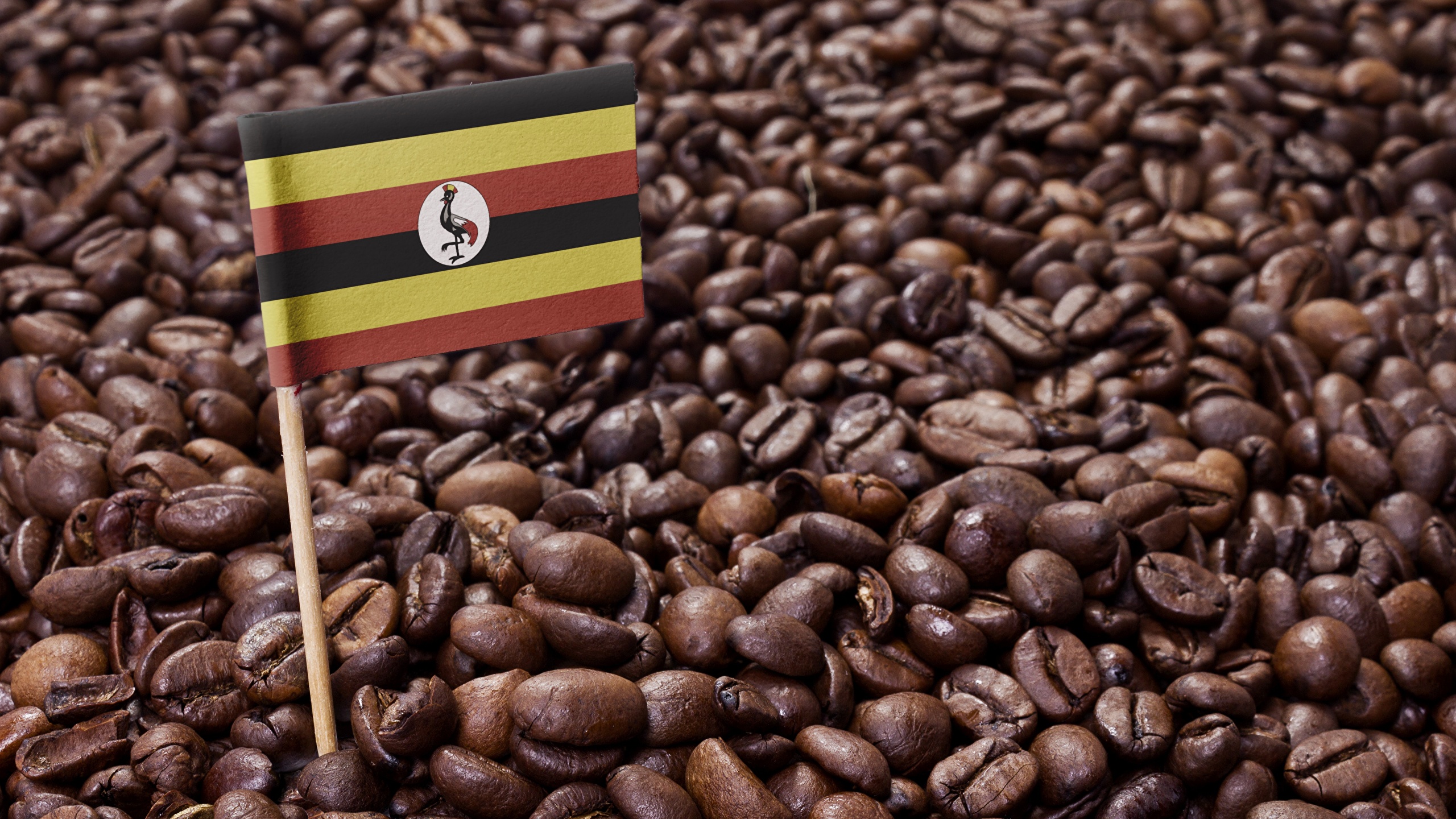 Yemeni Coffee - HD Wallpaper 