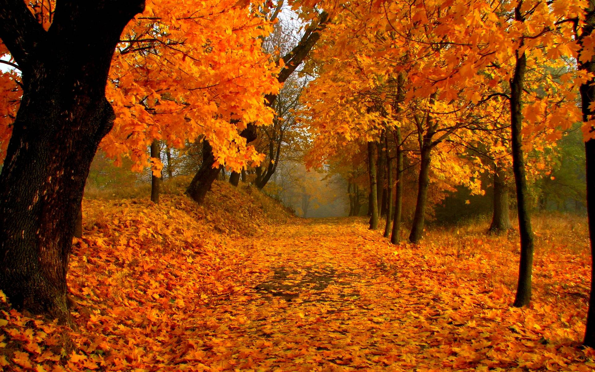 Fall Foliage Free - HD Wallpaper 