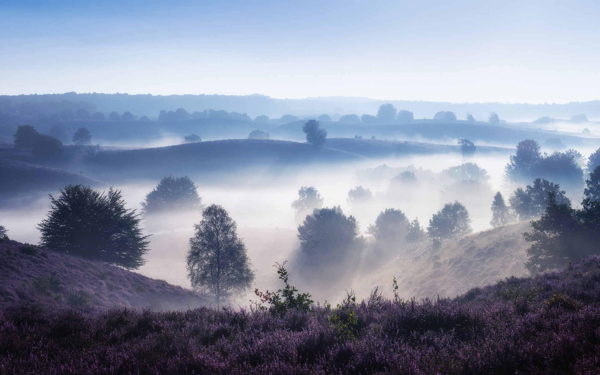Netherlands Morning Mist - HD Wallpaper 