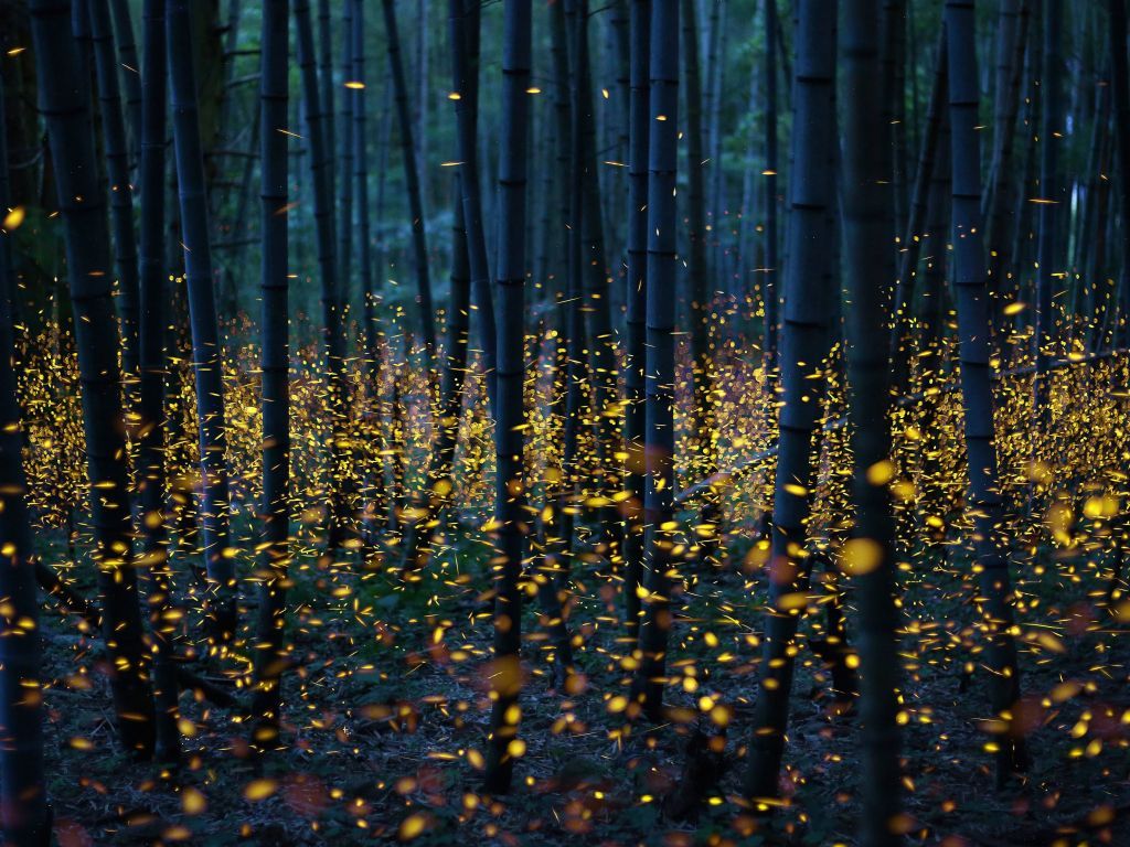 Long Exposure Of Fireflies In Japan Wallpaper - Long Exposure Of Fireflies - HD Wallpaper 