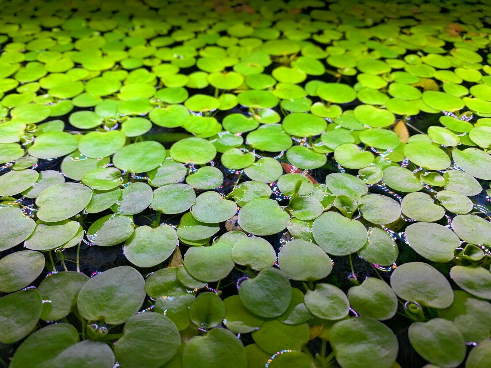 Aquatic Plant - HD Wallpaper 