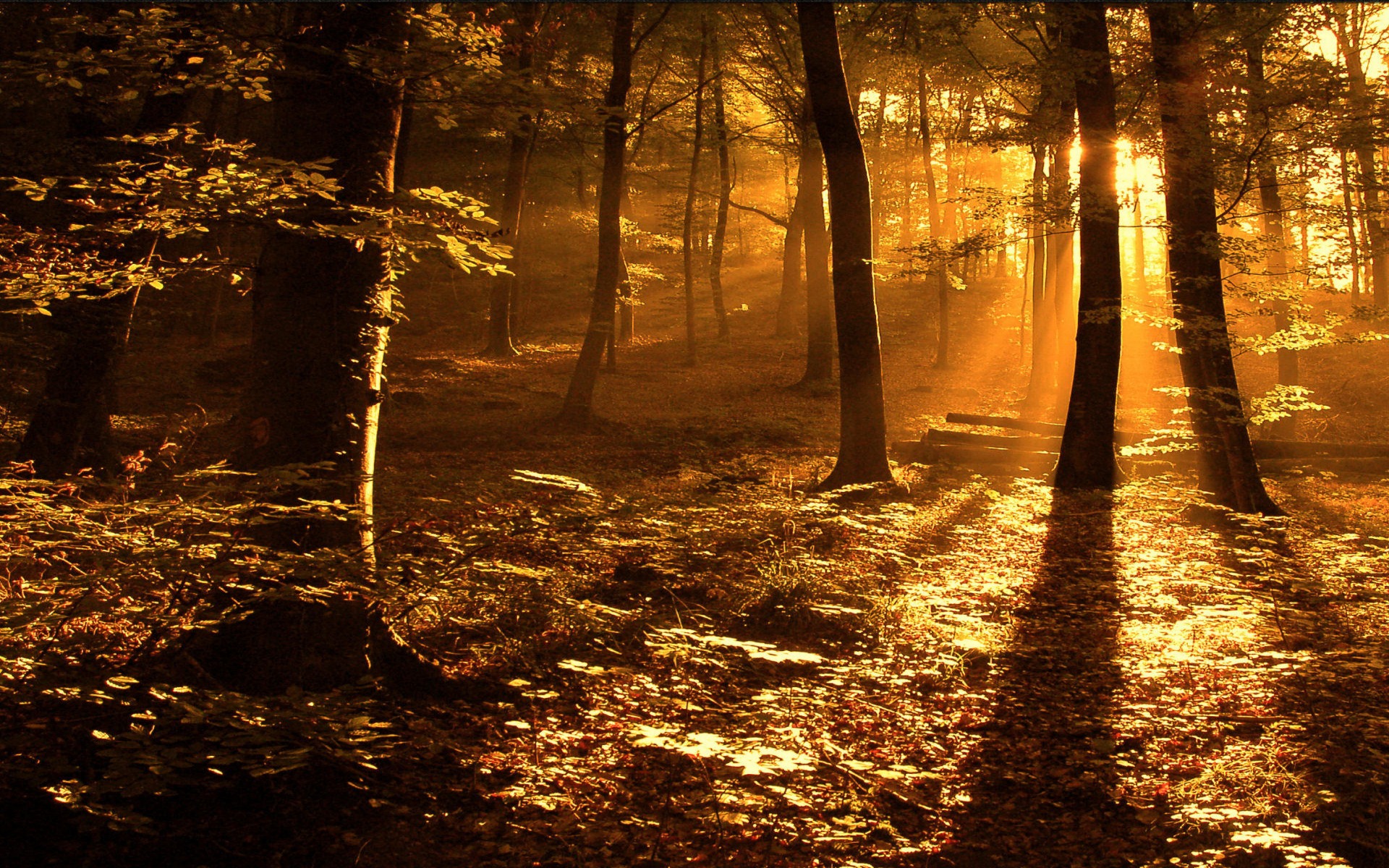 Sun In The Wood - HD Wallpaper 