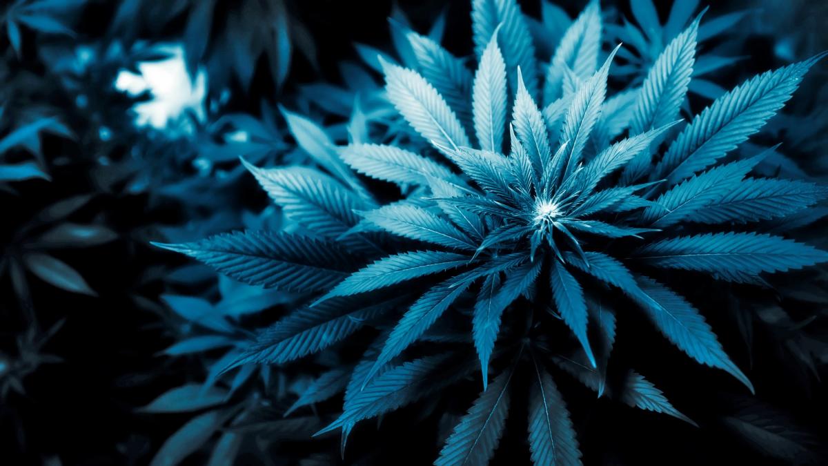 Weed Live Wallpapers Marijuana