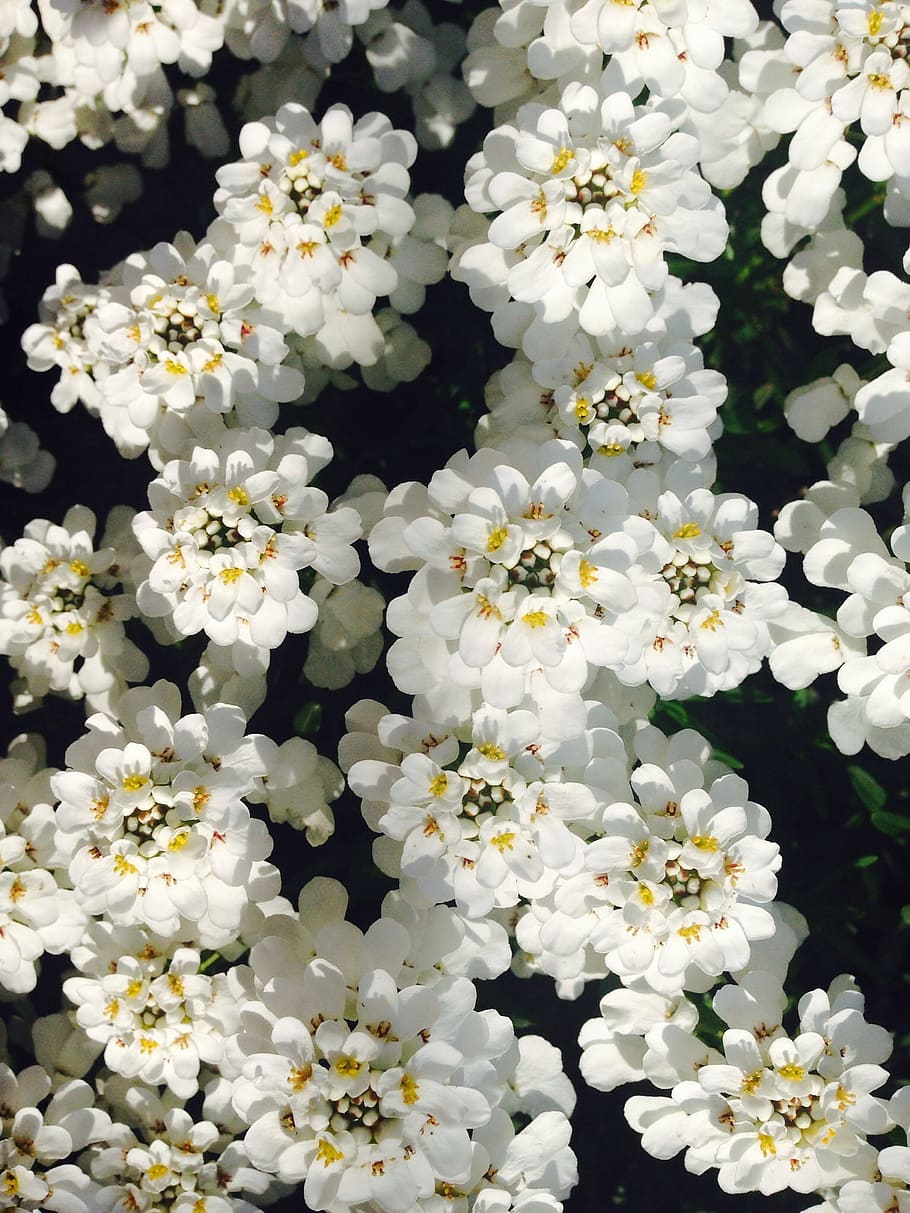 Flower, White, Plant, Party, Luck, Hobby, Creative, - Evergreen Candytuft - HD Wallpaper 