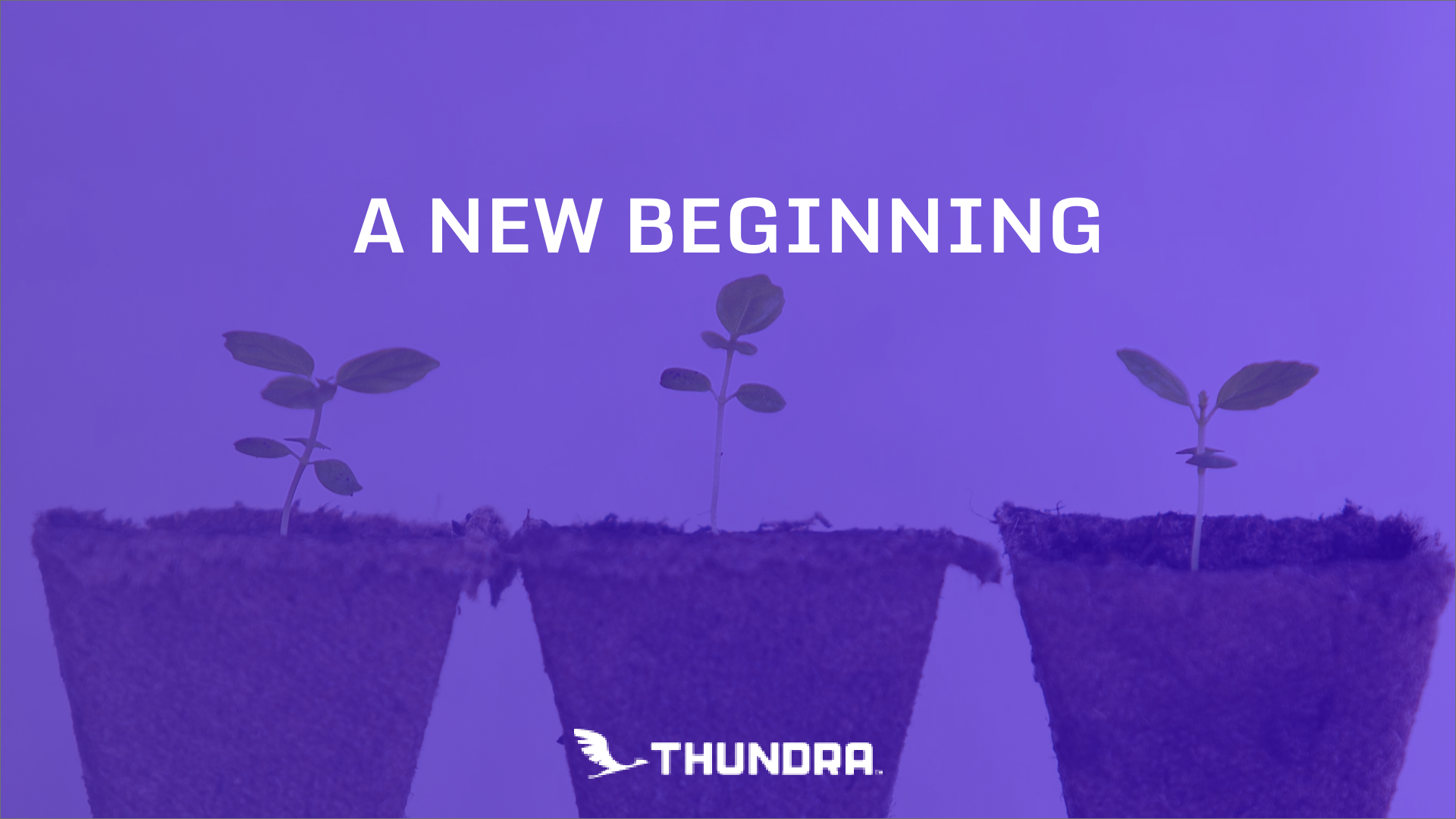 Rooted And Growing - HD Wallpaper 