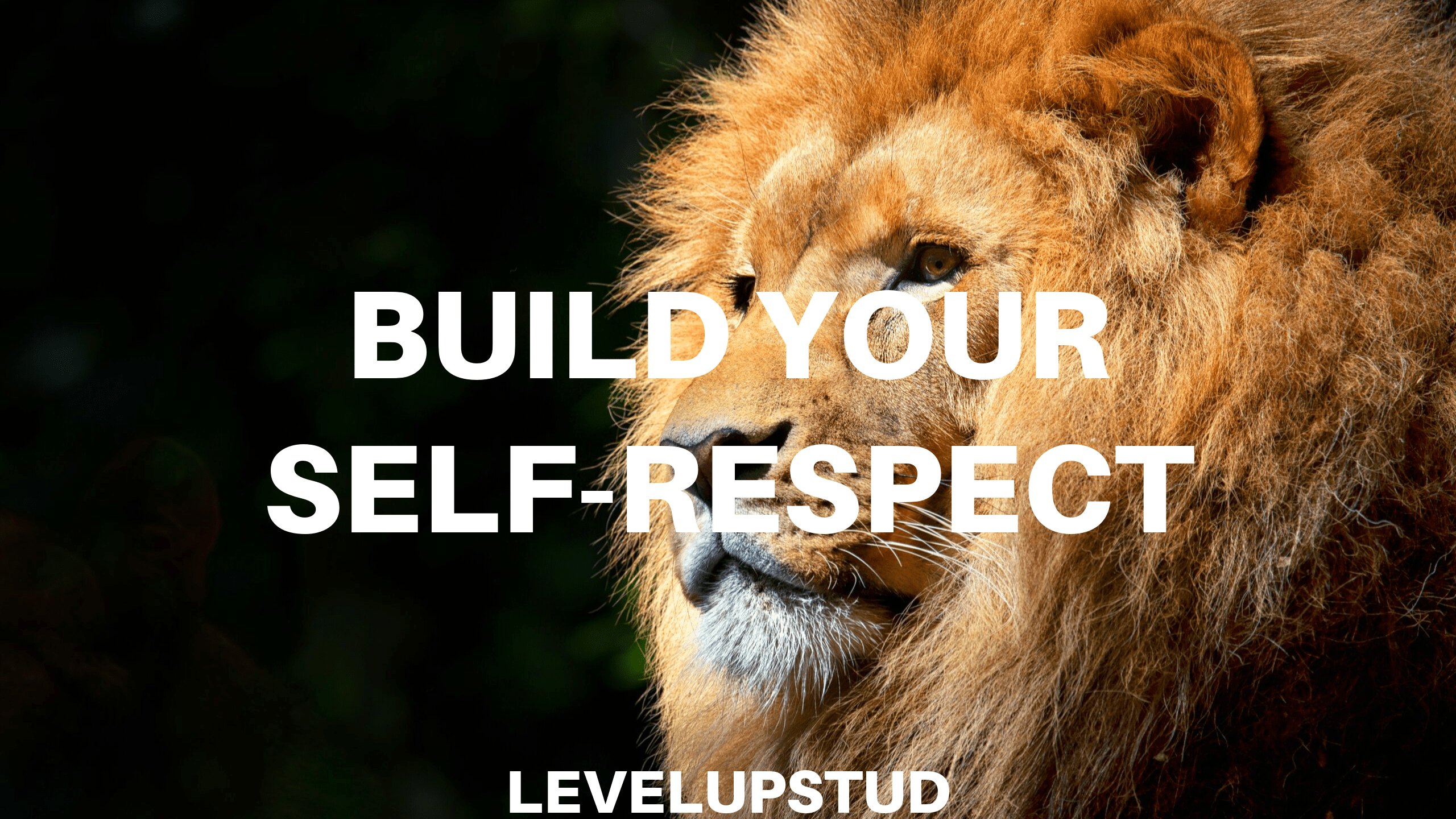 Beware Of A Lion - HD Wallpaper 