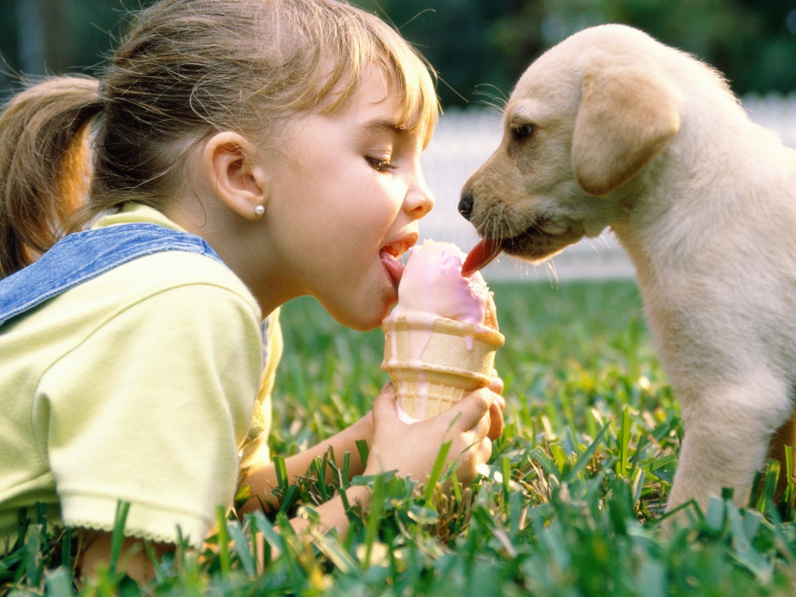 Girl With Puppy - HD Wallpaper 