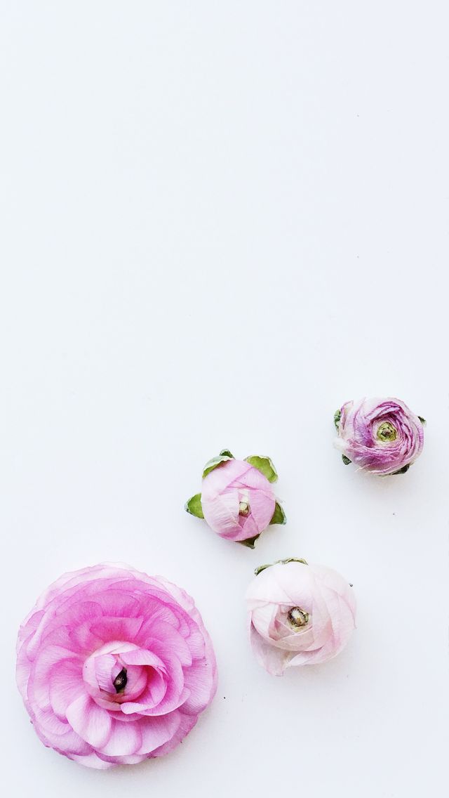 16, Pink Flowers, - Iphone Minimal Floral Background - HD Wallpaper 