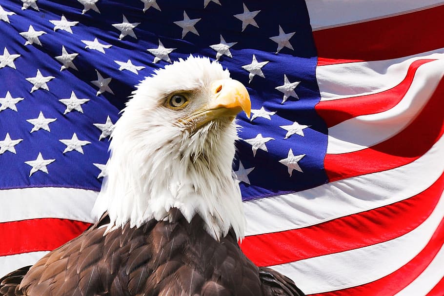 Bald Eagle And American Flag, U - Flag Usa - HD Wallpaper 