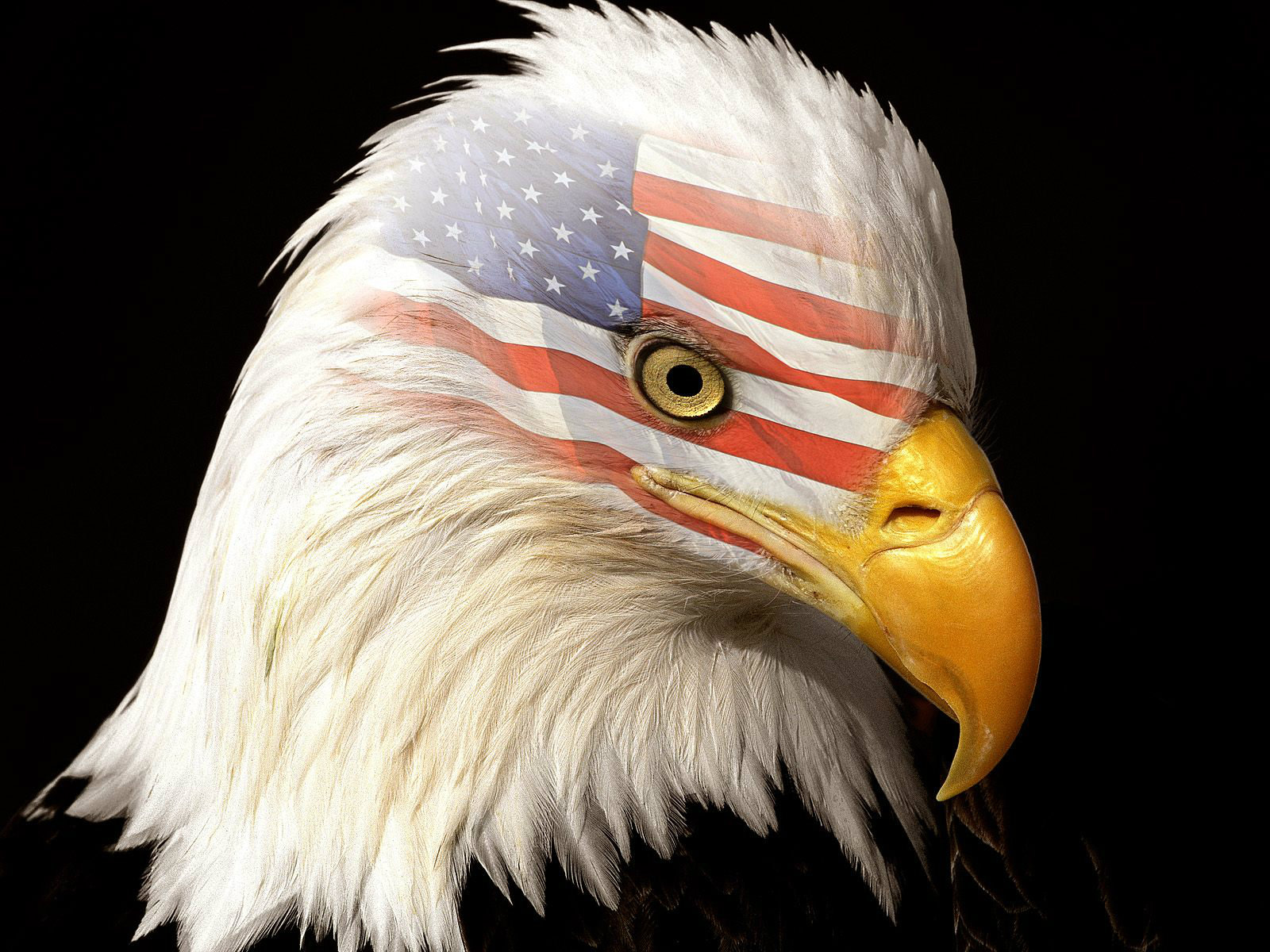 Usa Eagle - HD Wallpaper 