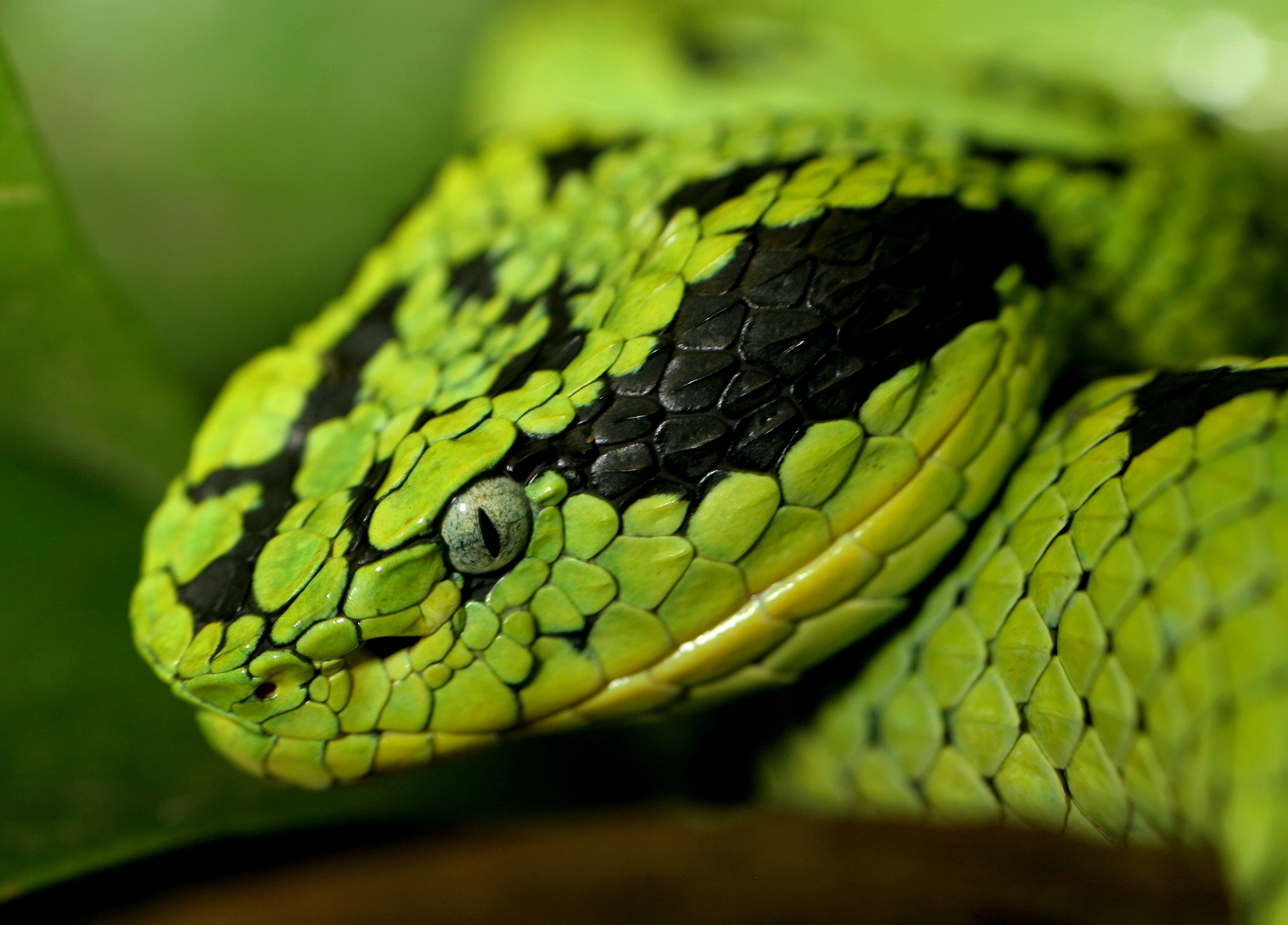 Green Anaconda High Resolution - HD Wallpaper 